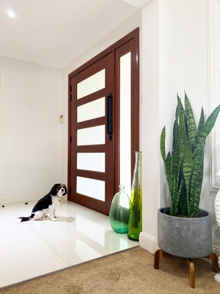 Frosted glass front door with side panel dog sitting on inside staring at door